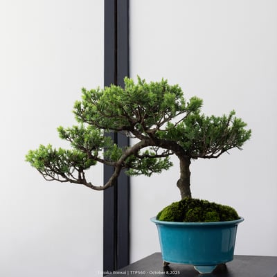 台灣真柏｜TTP5607