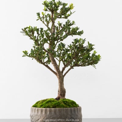綠鑽羅漢松｜GPP5138