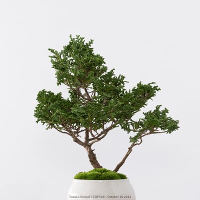 日本青檜｜COP5408