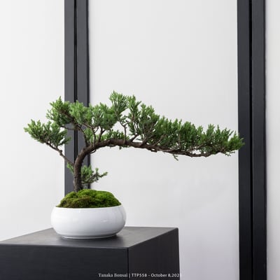 台灣真柏｜TTP5586