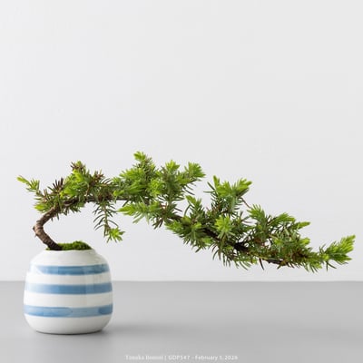 黃金杜松｜GDP5472