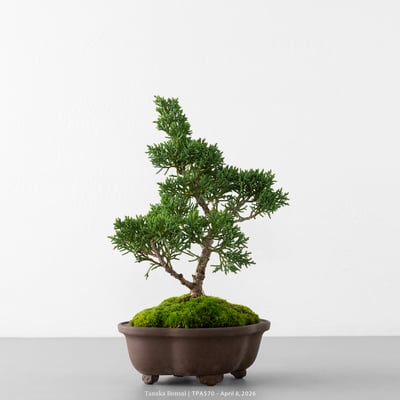 紀州真柏｜TPA5704