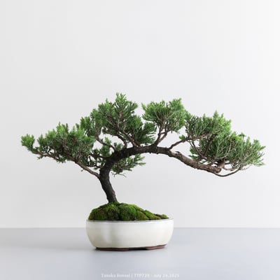 台灣真柏｜TTP7296