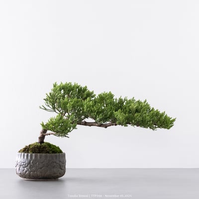 台灣真柏｜TTP5665