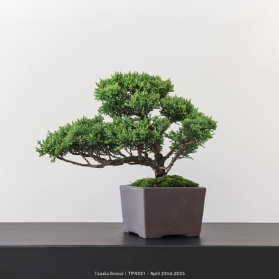 紀州真柏｜TPA5316