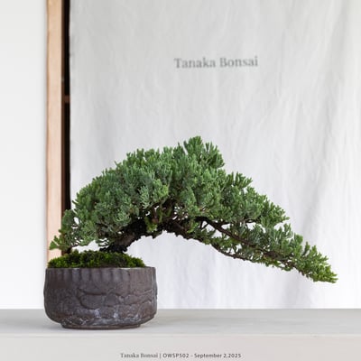 【官網限定】珍珠柏｜OWSP5023