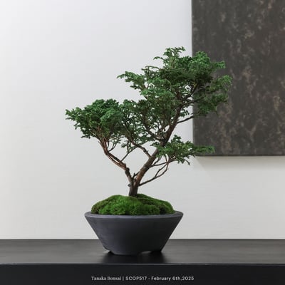 姬檜木｜SCOP5173