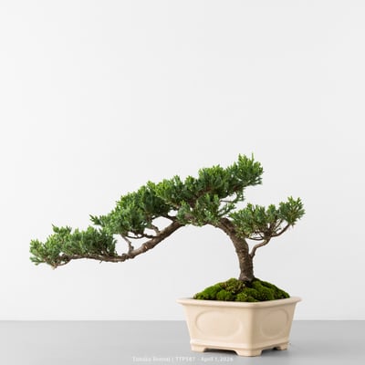 臺灣真柏｜TTP5873