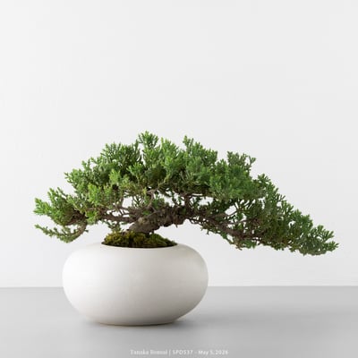 珍珠柏｜SPD5374