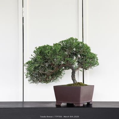 台灣真柏｜TTP7095