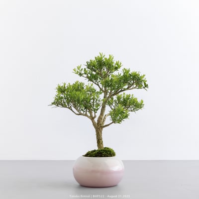 雀舌黃楊｜BHP5224