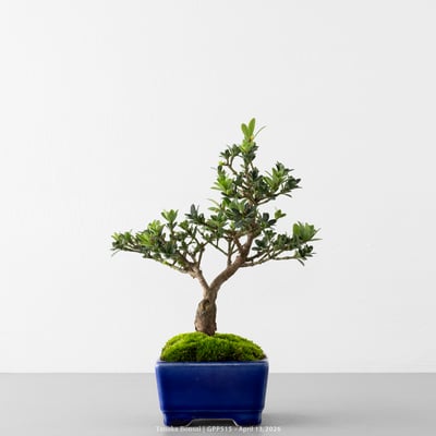 綠鑽羅漢松｜GPP5158