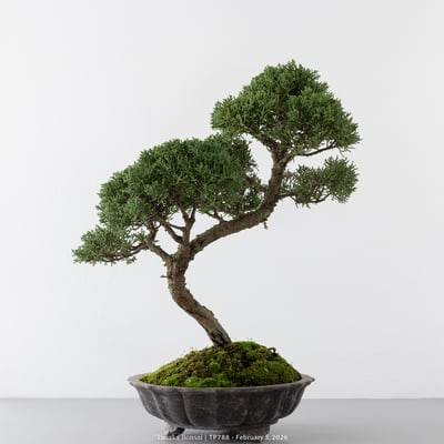 紀州真柏｜TP7887