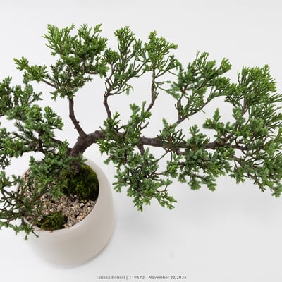 台灣真柏｜TTP5725