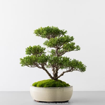 紀州真柏｜TPA5593