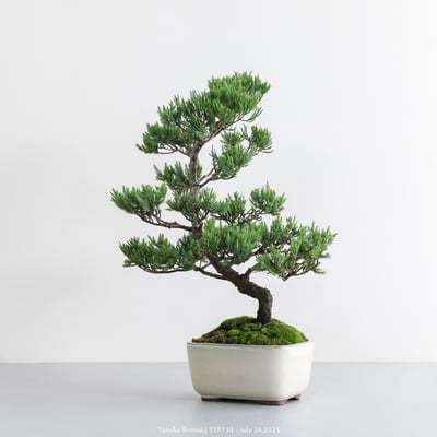 台灣真柏｜TTP7303