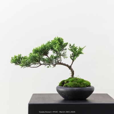 系魚川真柏｜IP5165