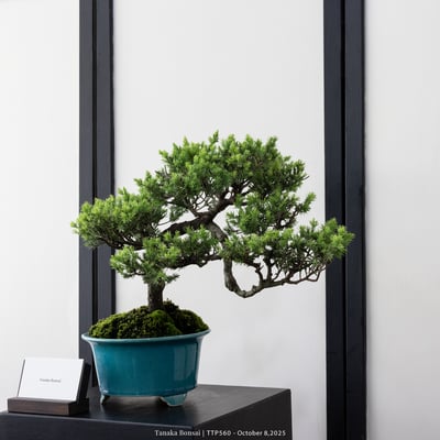 台灣真柏｜TTP5602