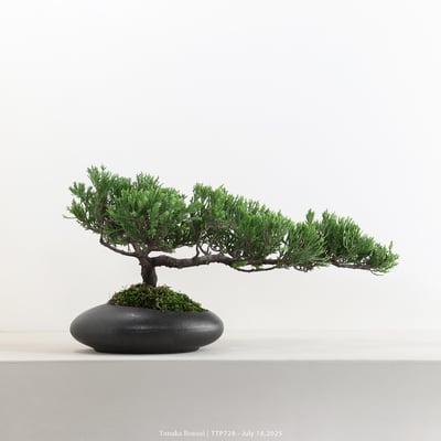 台灣真柏｜TTP7284