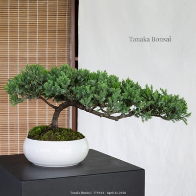 臺灣真柏｜TTP5925