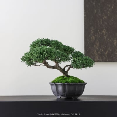 【官網限定】紀州真柏｜OWTP7013