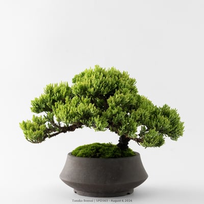 珍珠柏｜SPD5634