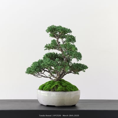 紀州真柏｜TPA5286