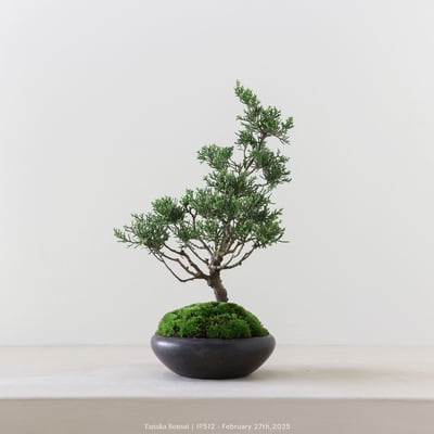 系魚川真柏｜IP5126