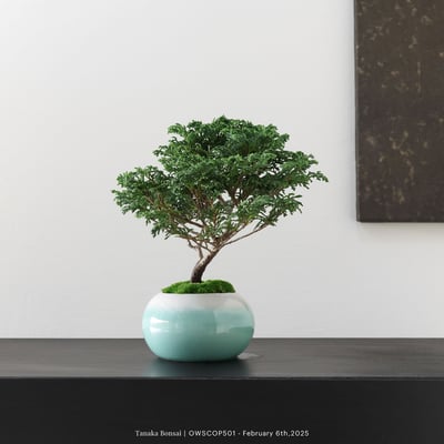 【官網限定】姬檜木｜OWSCOP5017