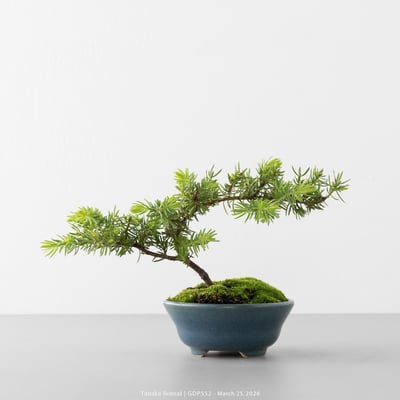 黃金杜松｜GDP5528