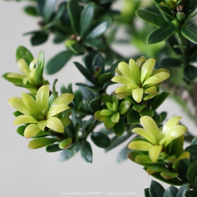 【官網限定】綠鑽羅漢松｜OWGPP5017