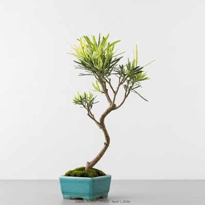 虎斑羅漢松｜FP5323