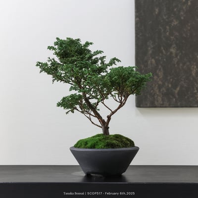 姬檜木｜SCOP5176