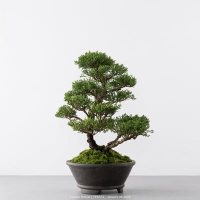 紀州真柏｜TPA5521