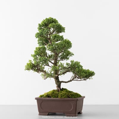 紀州真柏｜TPA5607