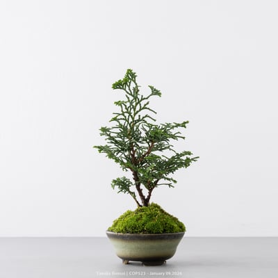 日本青檜｜COP5233