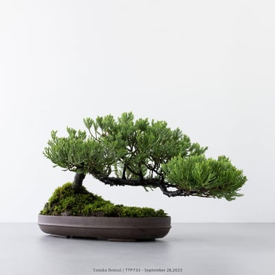 台灣真柏｜TTP7334