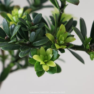 【官網限定】綠鑽羅漢松｜OWGPP5018