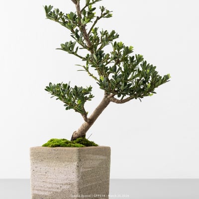 綠鑽羅漢松｜GPP5145