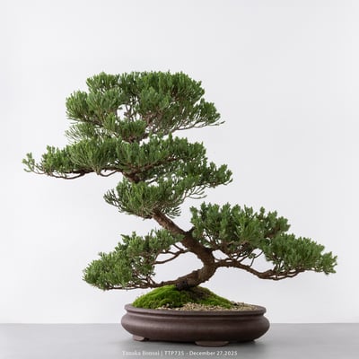 台灣真柏｜TTP7356