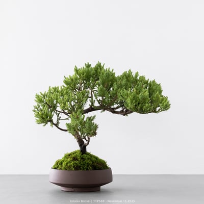 台灣真柏｜TTP5695