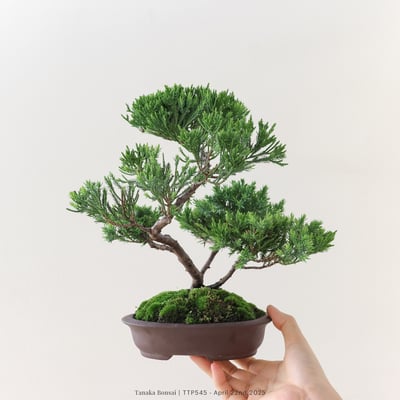 台灣真柏｜TTP5455