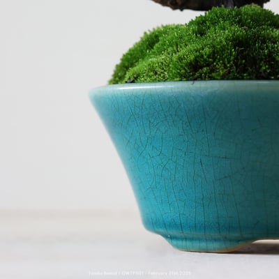 【官網限定】紀州真柏｜OWTP5017