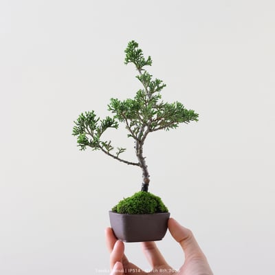 系魚川真柏｜IP5141