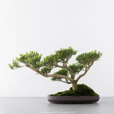 雀舌黃楊｜BHP7076