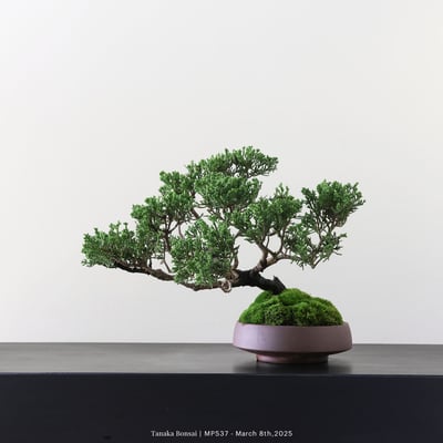 宮坂系魚川真柏｜MP5375