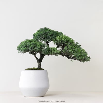 紀州真柏｜TP5953