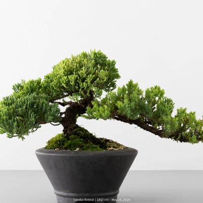 珍珠柏｜SPD5432