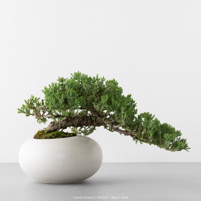 珍珠柏｜SPD5373