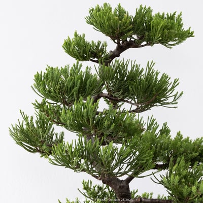 台灣真柏｜TTP5649